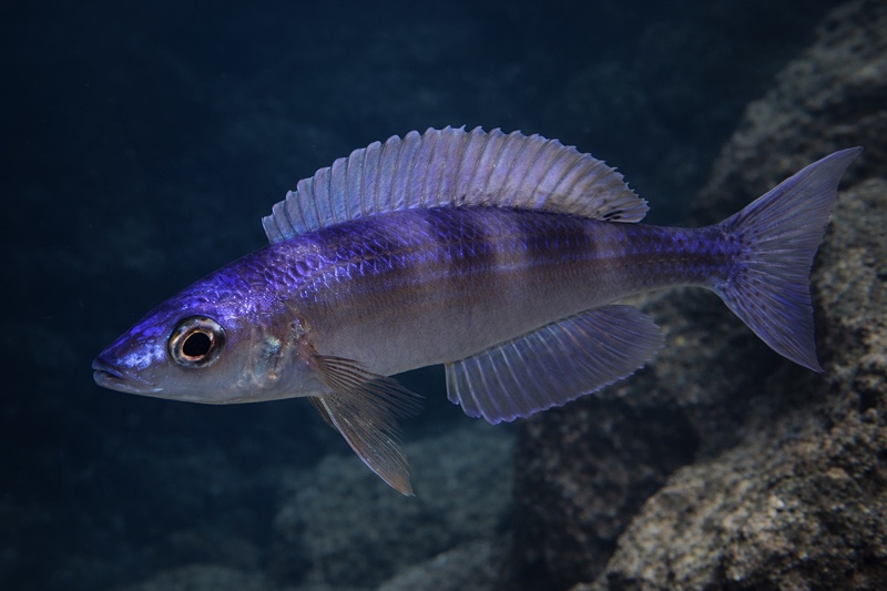 Cyprichromis leptosoma 'Utinta'